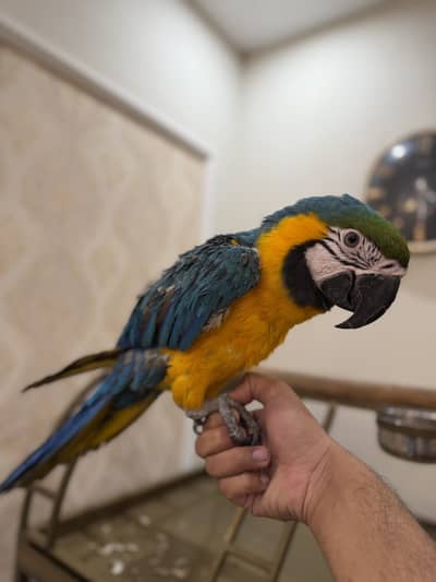 Blue Gold Macaw For Sale