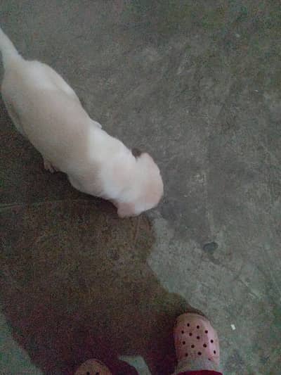 Labrador puppies argent sell