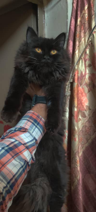 Persian cat for sale  British Long hair Cat |  British Cat /  Kitt