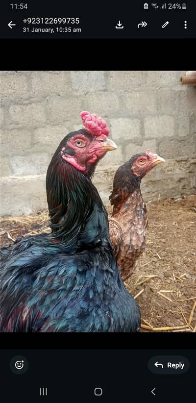 lasani murga for sale ha chese ap ka samna ha  high price