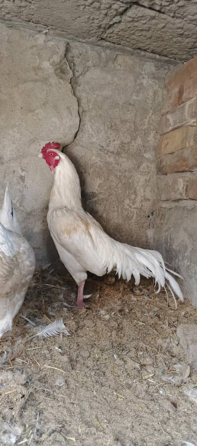 white Heera aseel male