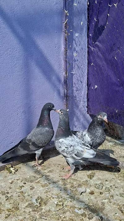 High quality pawazi chicks 1300 per piece