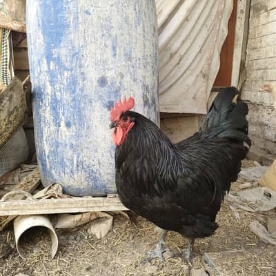 Original Australian Breed approximately 3 to 4 kg weight