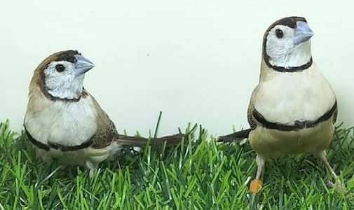 owl snow white finch zebra finches java  fawn