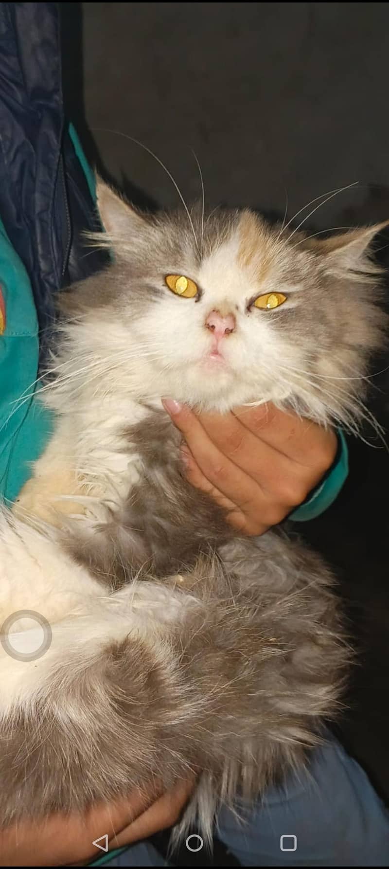Persian cat 1