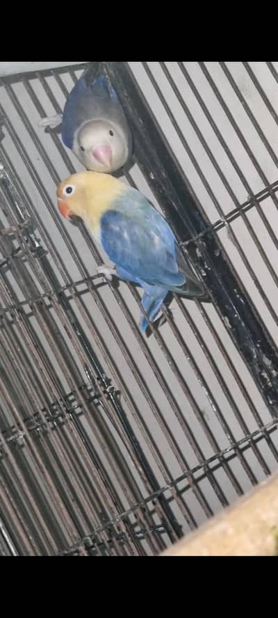 Lovebird Palefellow Opline Working Pairs