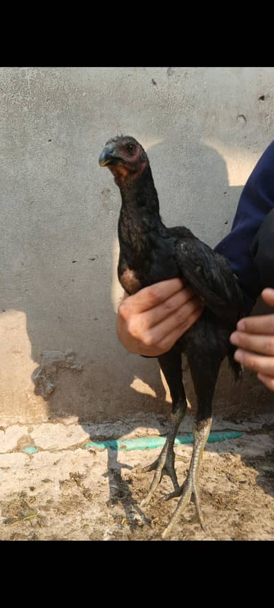 Thai Aseel pathy shoq wali chez hain