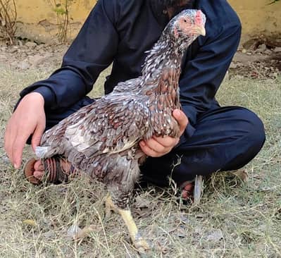 high quality aseel female khaki javi Kandahar blade lain