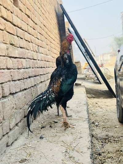 1 murga 1 murgi shoq se pala hua, for sale urgent