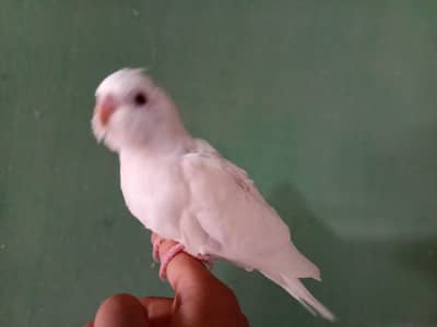 Parrot Chicks Available