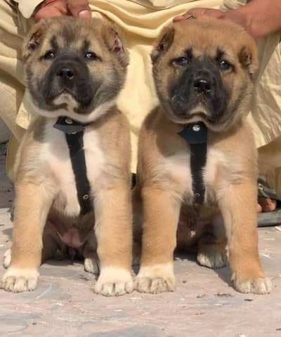 king Kurdish kangal pair dabal Hadi have bone stacture security dogs
