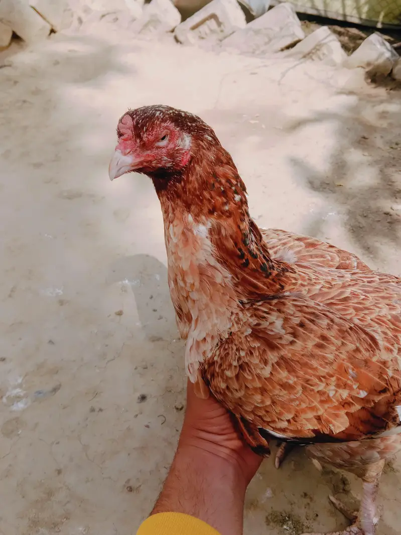 peeli Madi aseel — photo 2
