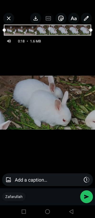 Cute Bunnies Looking for new shelter
