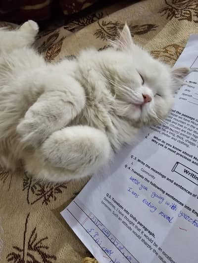 White punch Face odd eye's Female