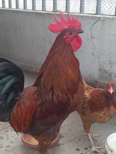 Chicken pair for sale