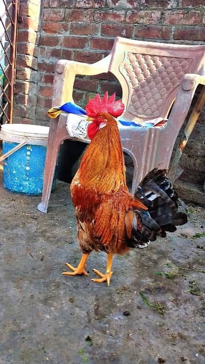 1 murga 3 dasi murgiyan egg laying