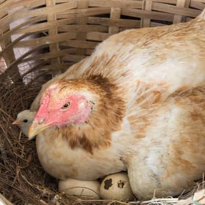 fresh kurak madi required in low price