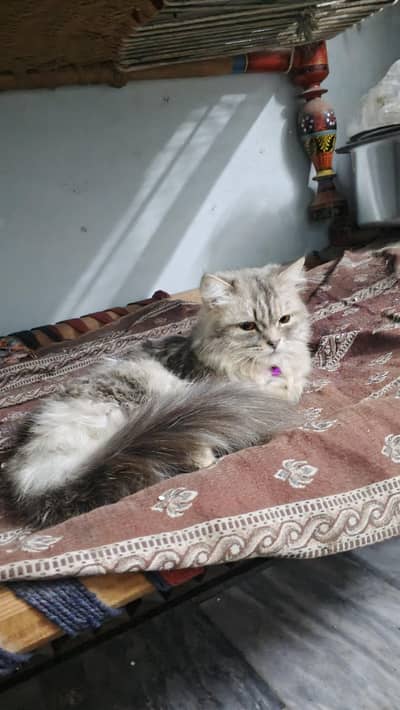 Persian cat