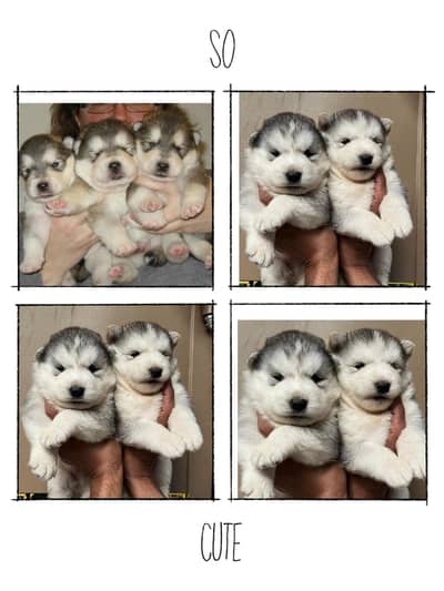 Alaskan malamute pups available for sale