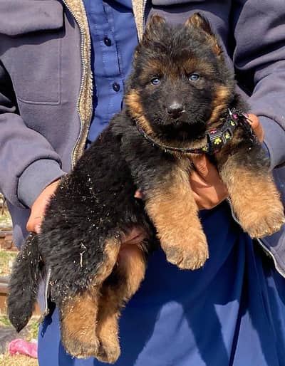 German Shepherd | German Shepherd long caot