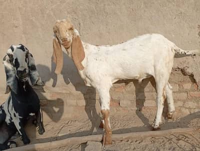 Makhi cheni Bakra