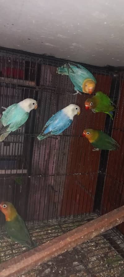 Blue Opline + Blue Opline Dilute + Green Fisher Split PaleFellow