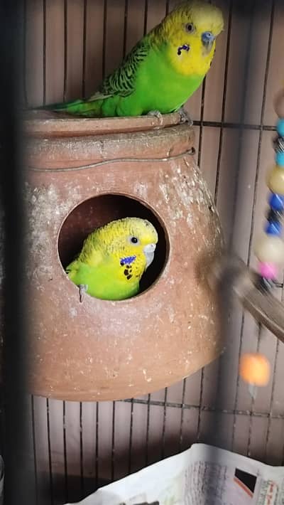 Budgerigar
