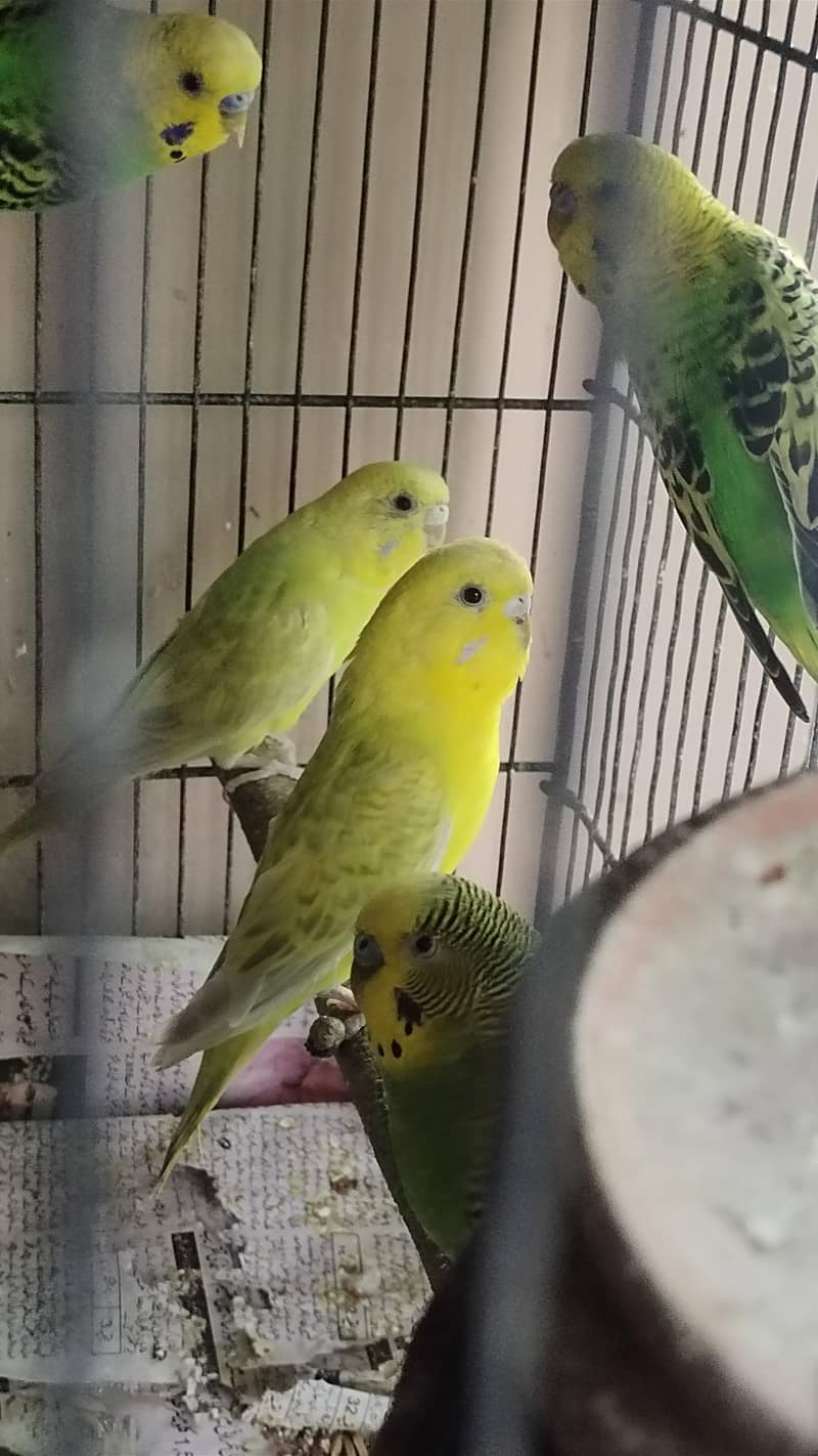 Budgerigar 2