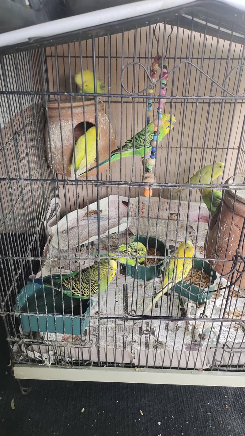 Budgerigar 3