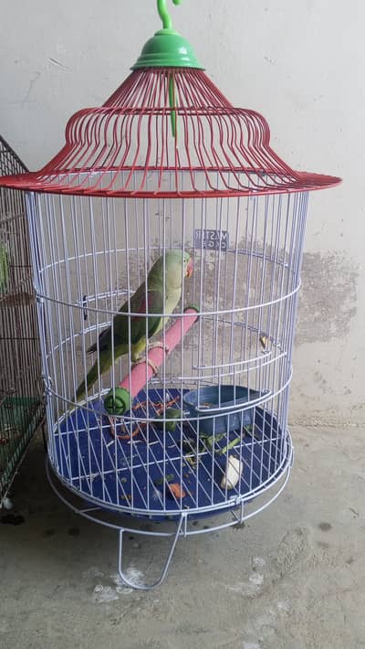 Raw parrot active and healthy