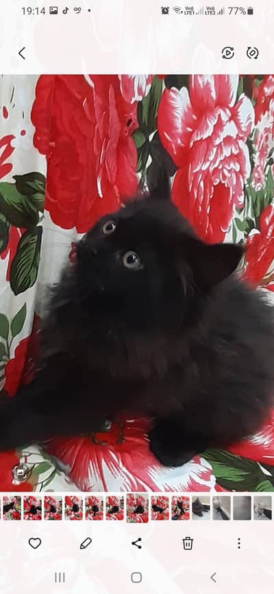 Persian cat pair double coated