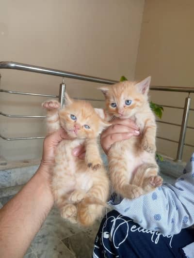 cat kittens
