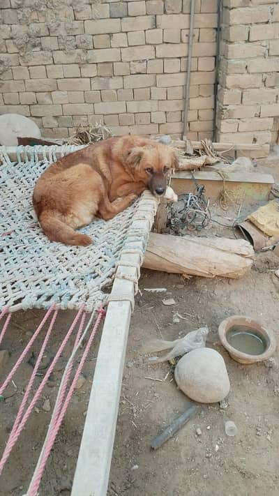 for sale dera gazi khan full security