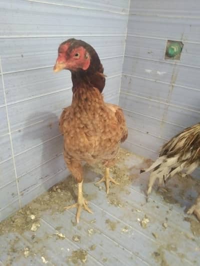 Aseel murgi urgent for sale  sirf massage karay