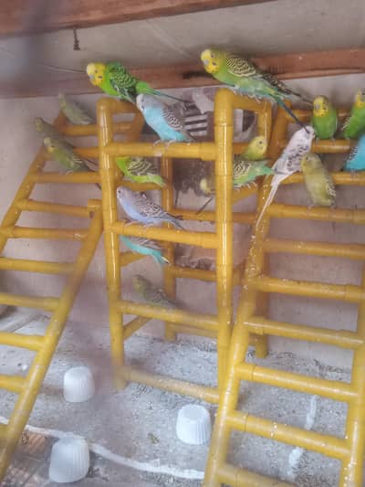 15 pair for sell all breeders pair double portion cage