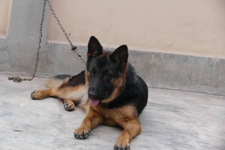 Non-pedigree German Shepherd bitch