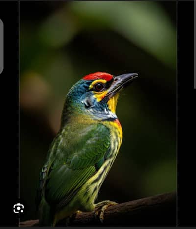 Sound like cook cookk