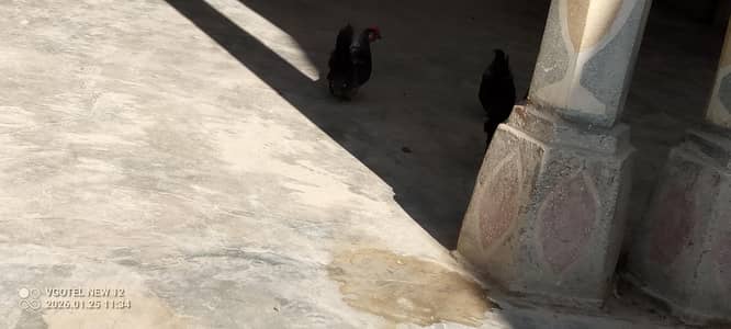 japanese chickes or incubator