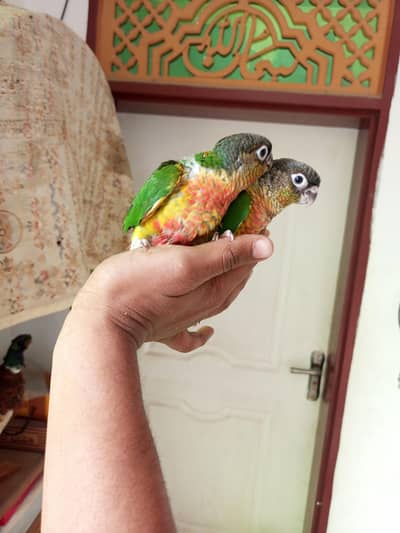 high red factor conoure chick available for sale best for