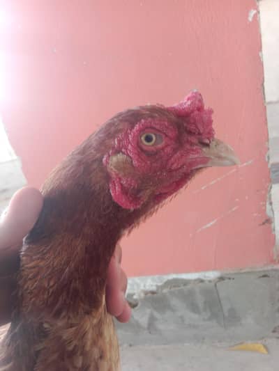 one breeder over size female and one duck03072149677