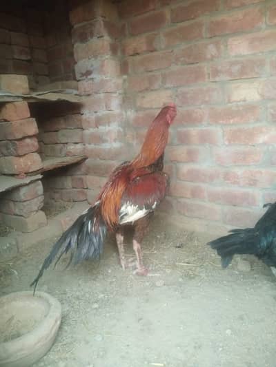 aseel sindhi patha fpr sale mazboot gand joor