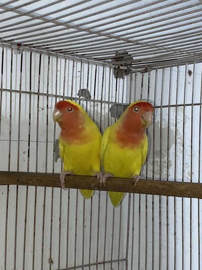 Common latino red eyes love bird