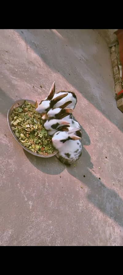 Only 3000 ka 5 rabbit 