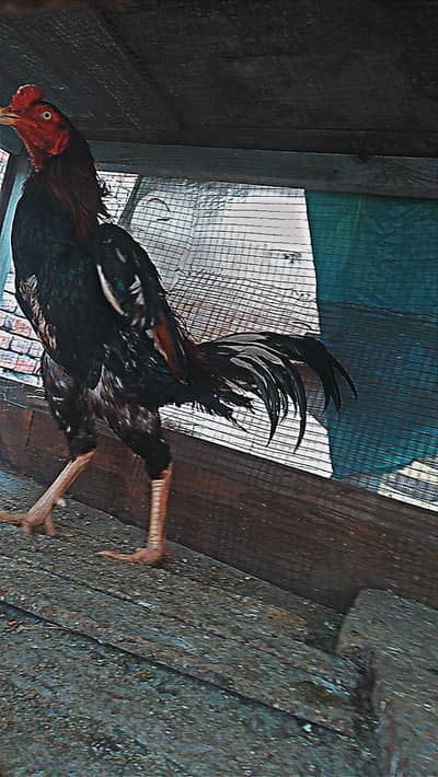 lakha aseel pakoye female