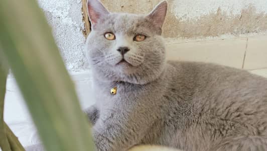 GREY PERSIAN KITTEN