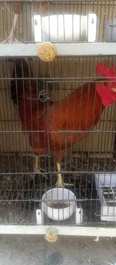 dasi hain ghr ka hain