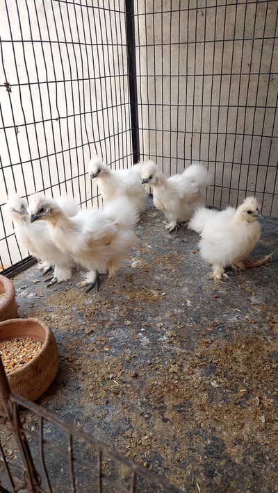 White silkie A quality chicks