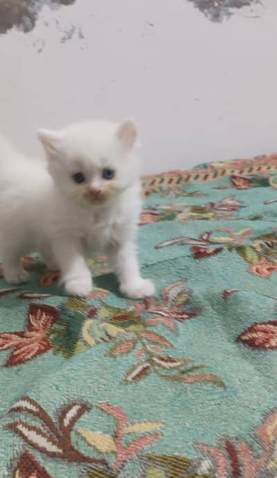 kitten for sale location lahore