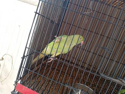 green parrot