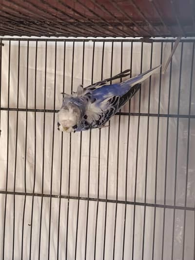 hongoromo male for sale